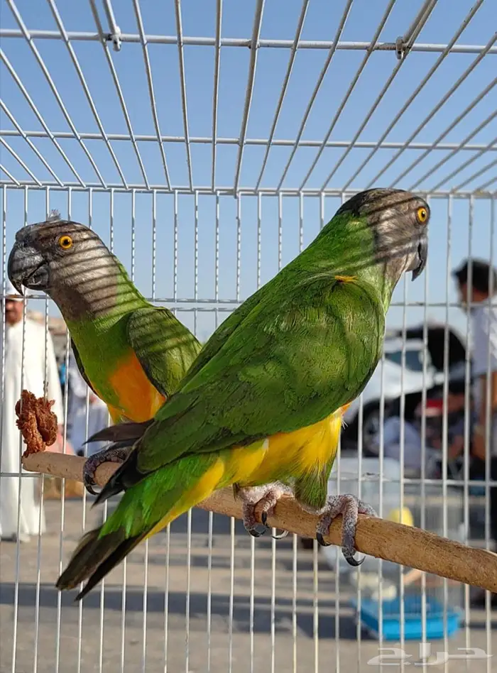 جوز سنغالي 1