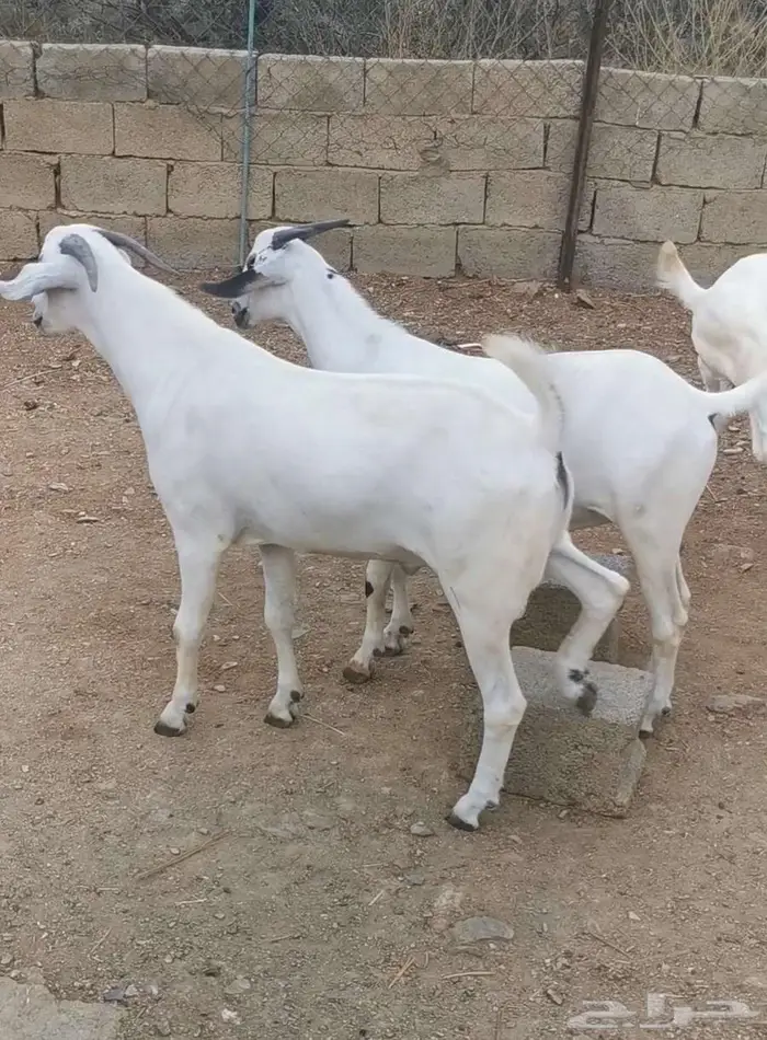 ذبايح تيوس بيشية 1