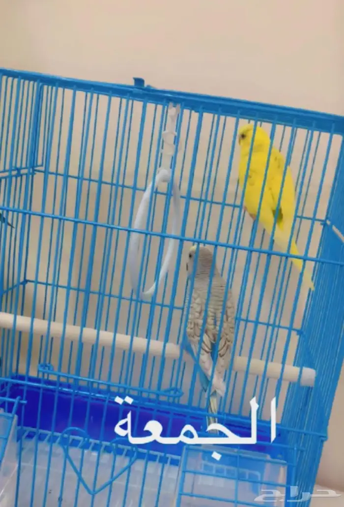طيور الحب 0