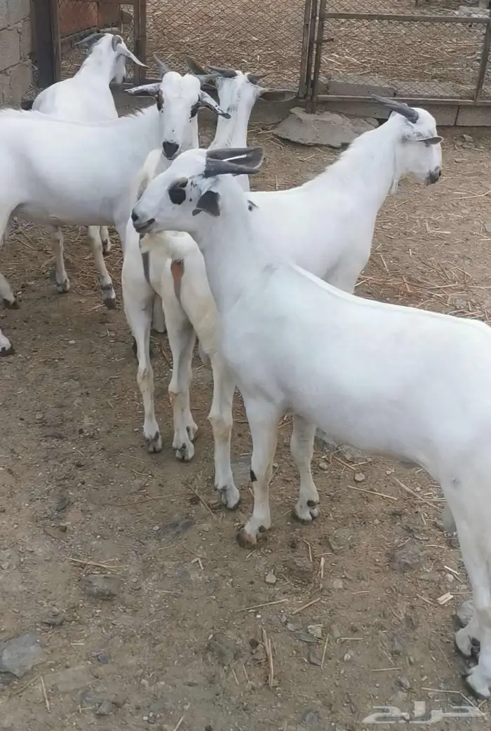 ذبايح تيوس بيشية 4