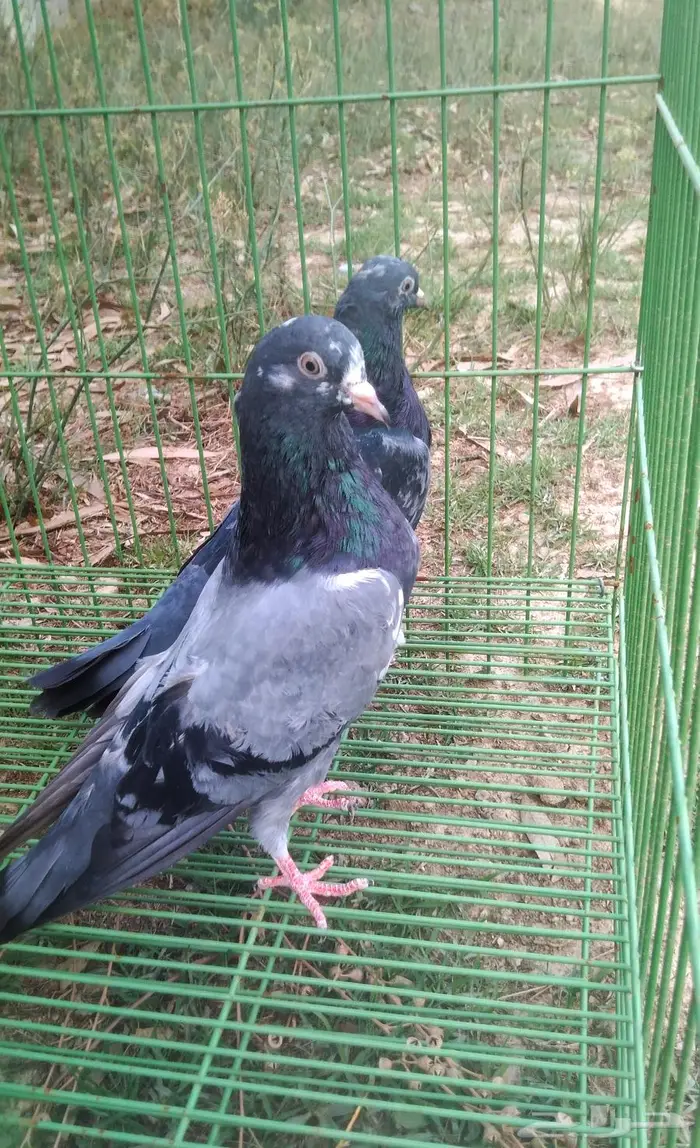 سيبي والا طبات 0
