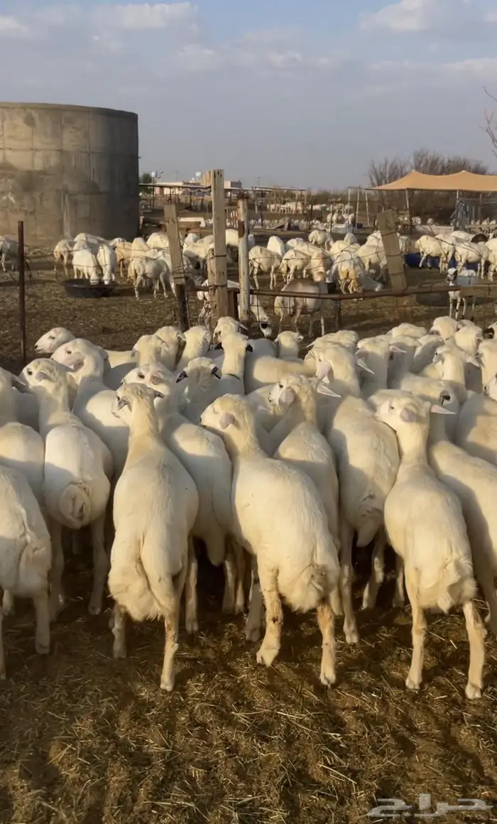 ي اهل المناسبات ي اهل المفتى للبيع رخال مهجنه 0
