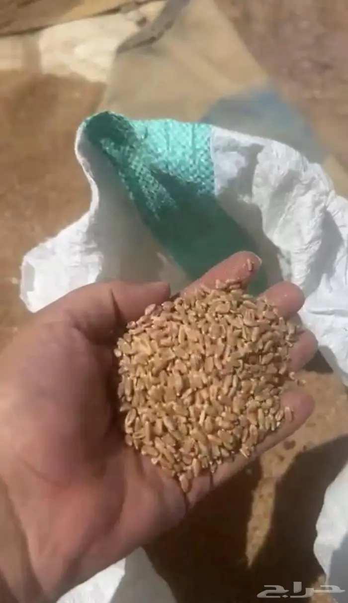 قمح بر للبيع 300 كيس 50 كيلو 1