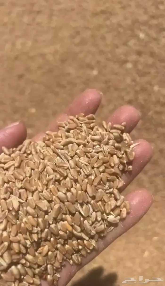 قمح بر للبيع 300 كيس 50 كيلو 3