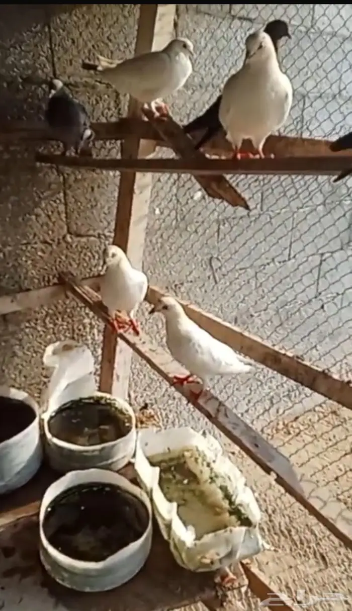 حمام وديوك 1
