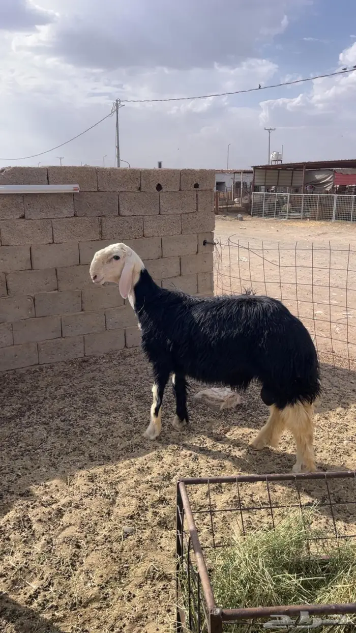 طلي نجدي مشروع فحل 1