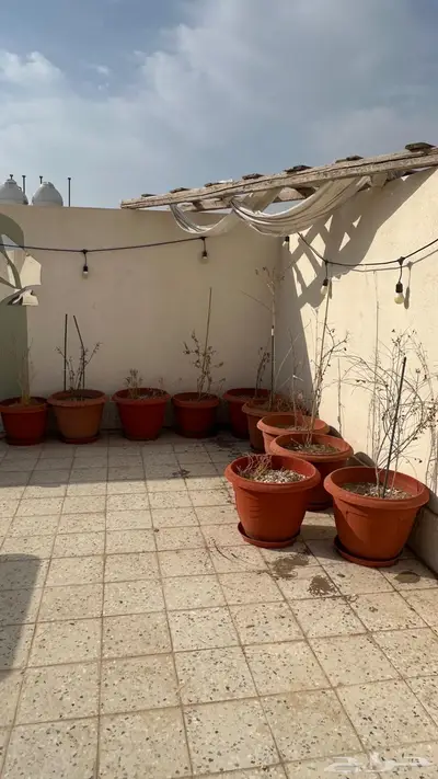 اصيصات زراعة index