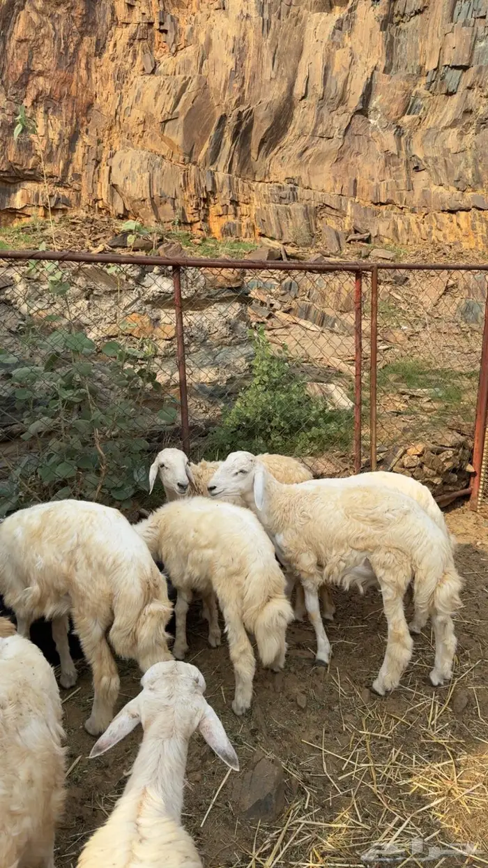 خرفان للبيع 0