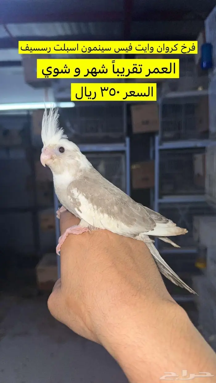 فروخ كروان للبيع 3
