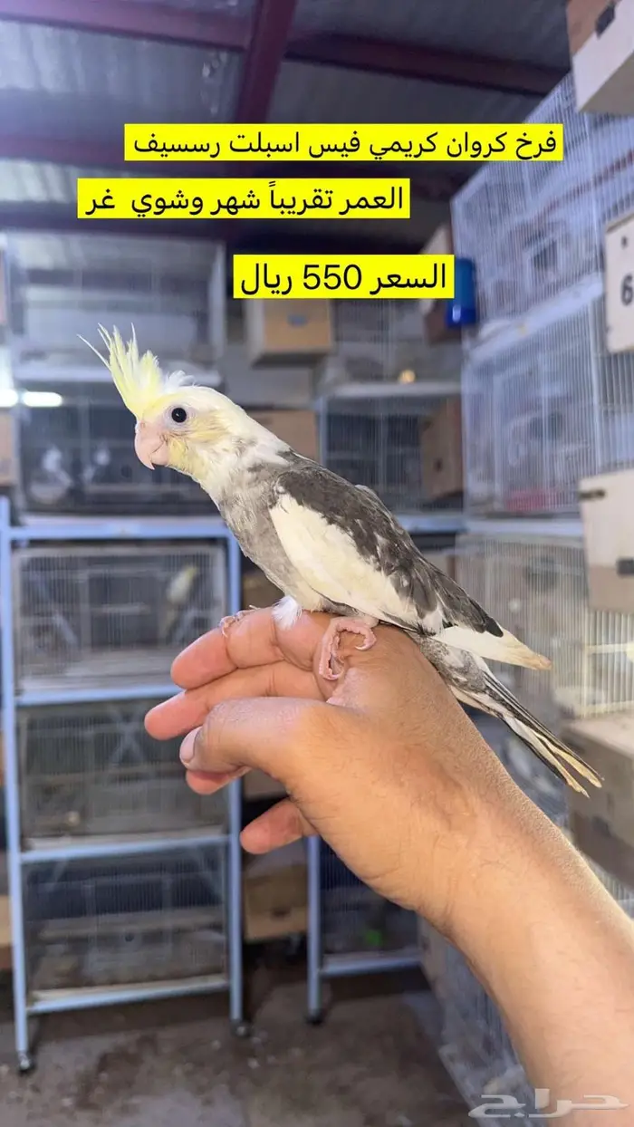 فروخ كروان للبيع 5