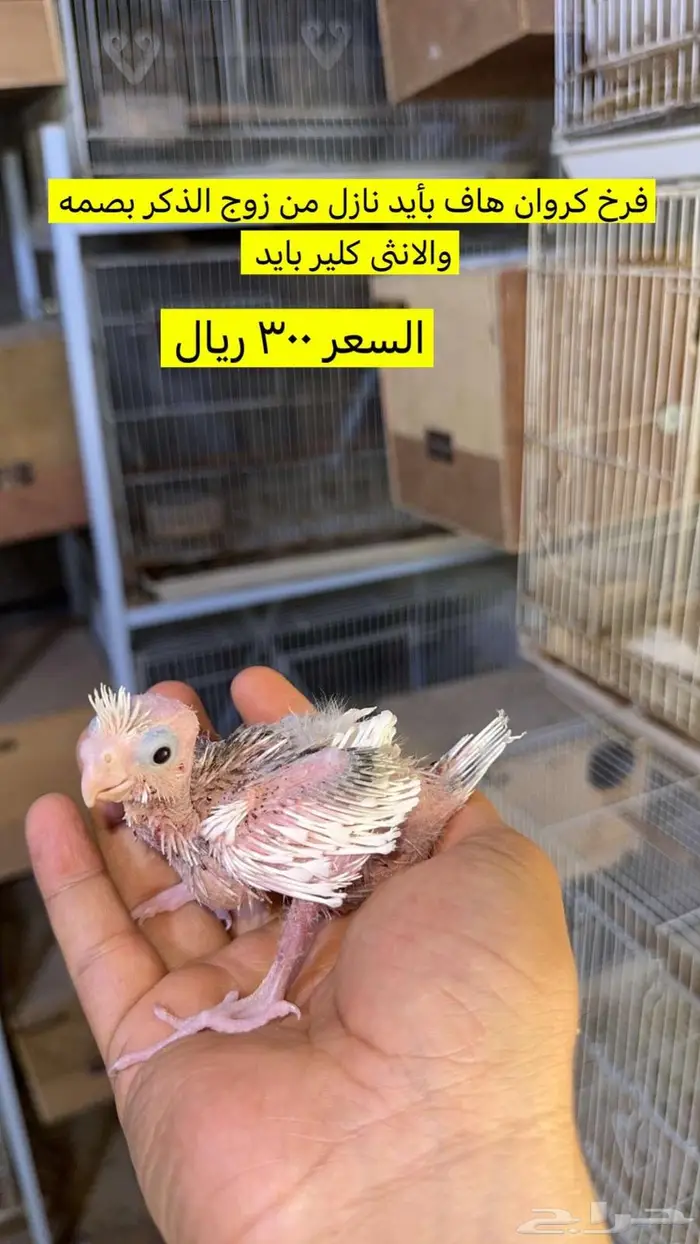 فروخ كروان للبيع 1