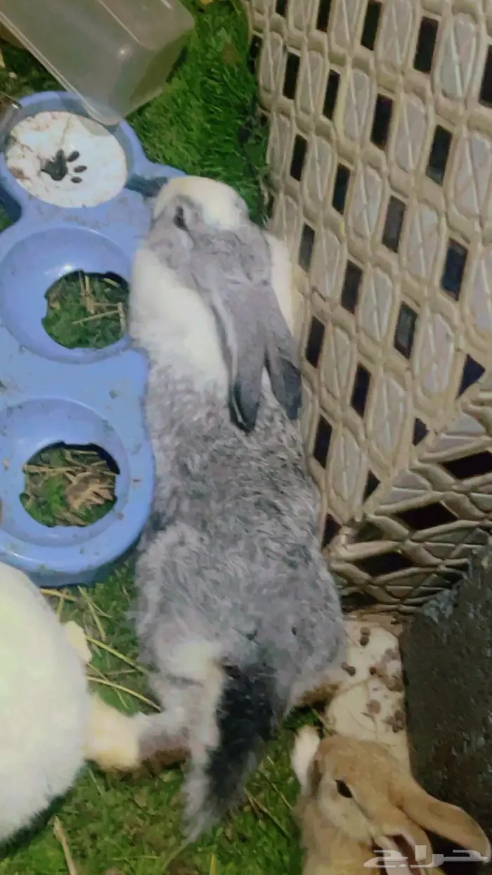 مجموعة ارانب للبيع 1