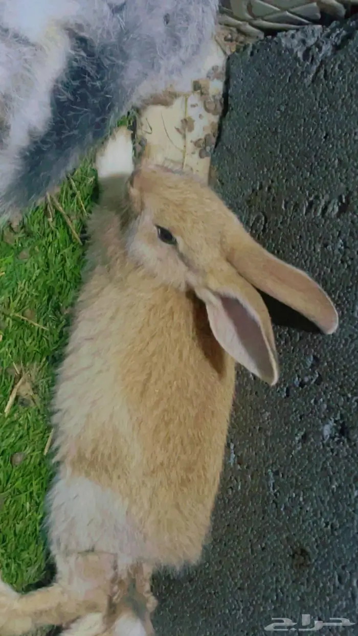 مجموعة ارانب للبيع 5