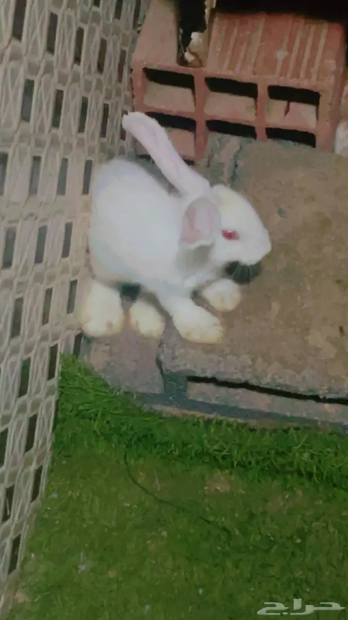 مجموعة ارانب للبيع 4