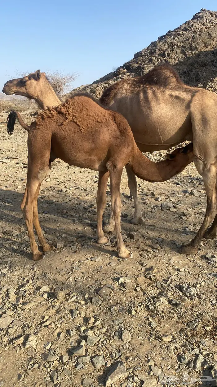 قعود لباني 0