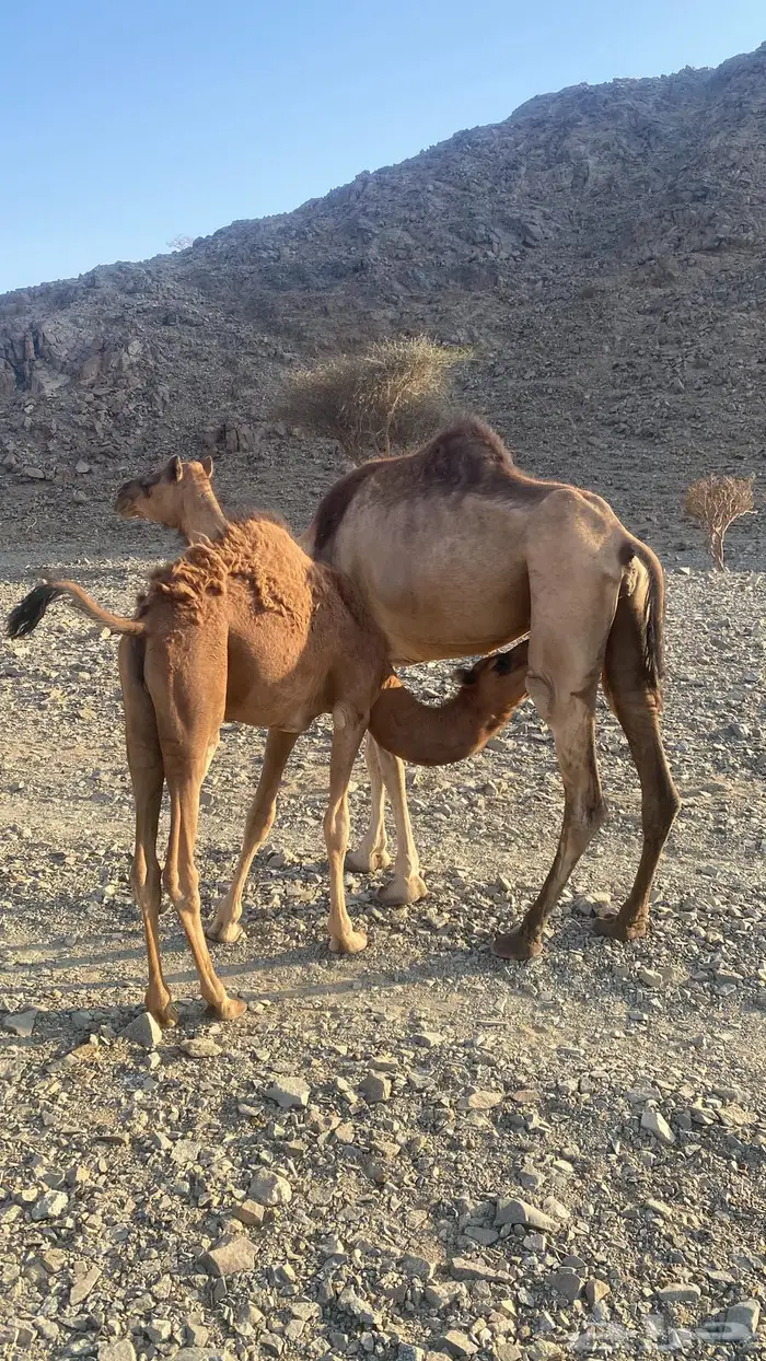 قعود لباني 1