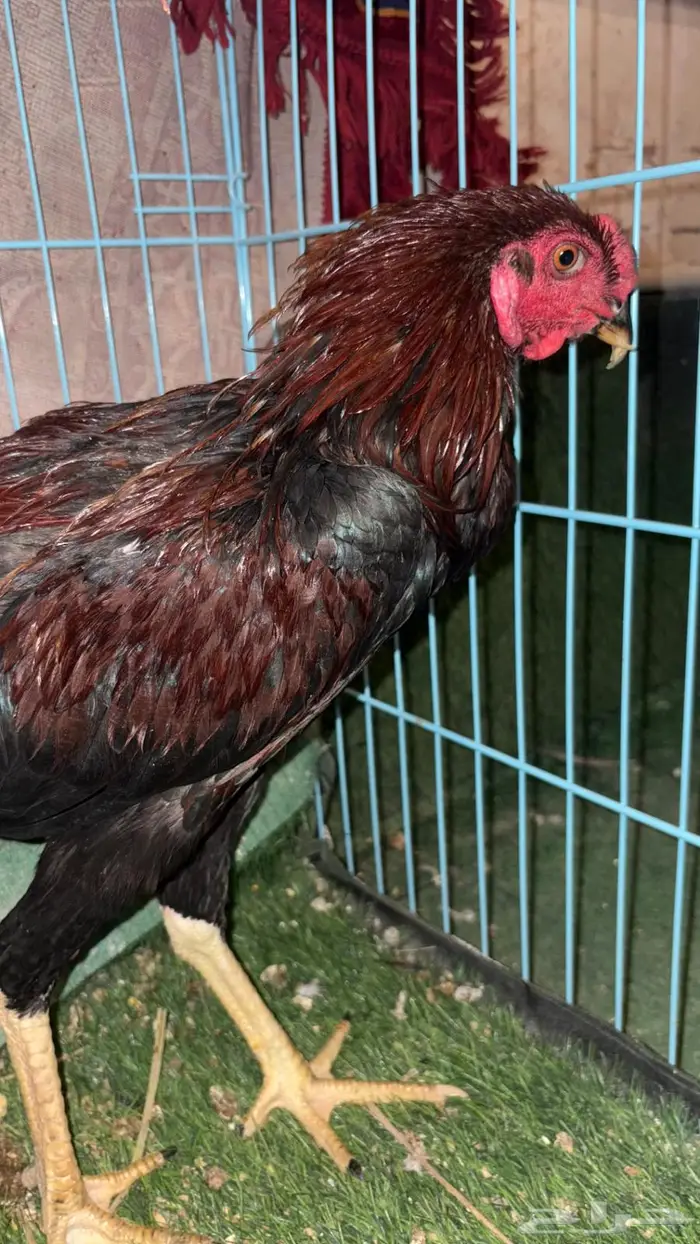 للبيع ديك باكستاني 4