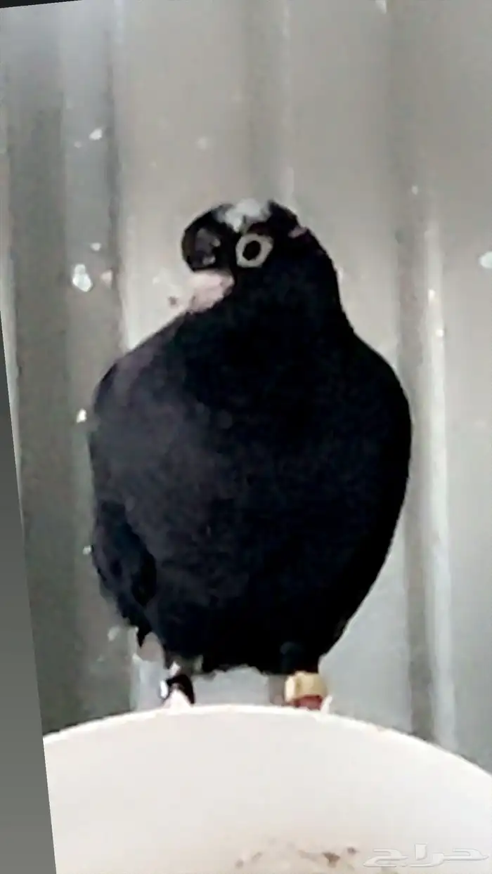 حمام قطايف منقار صغير 4