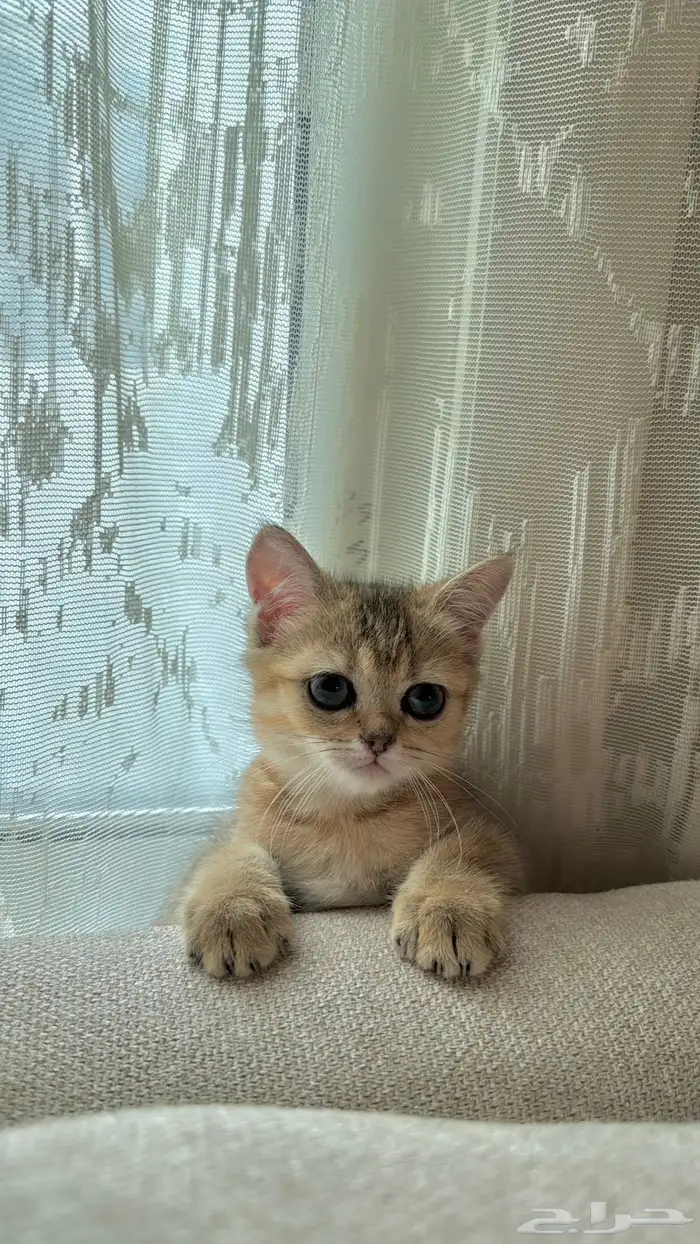 للبيع قطه سكوتش أصلي انثى 0