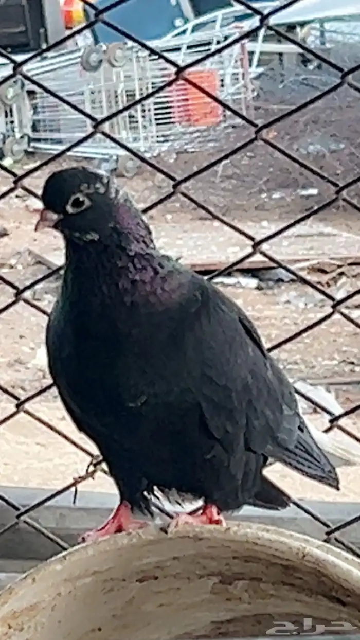 حمام قطايف منقار صغير 1