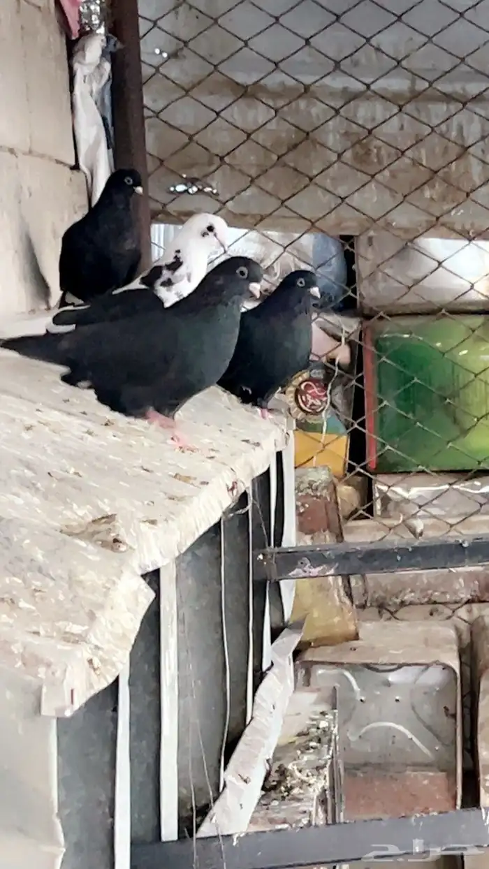 حمام قطايف منقار صغير 5