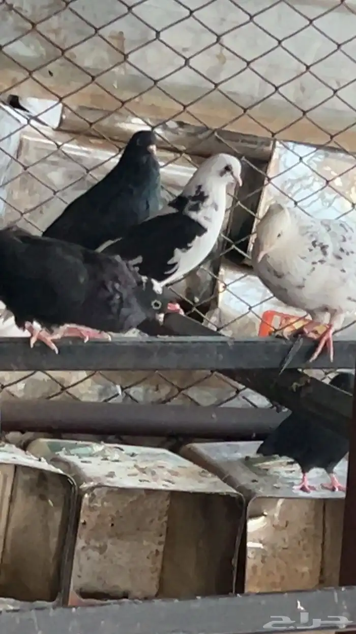 حمام قطايف منقار صغير 6