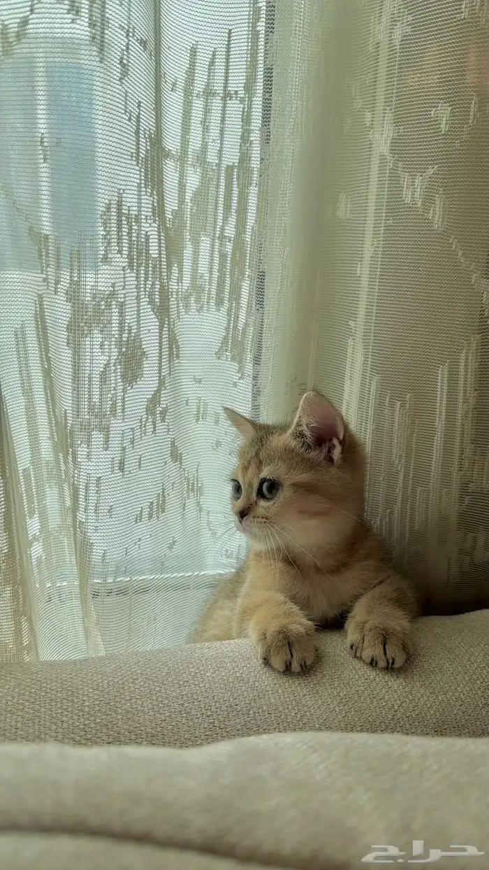 للبيع قطه سكوتش أصلي انثى 1