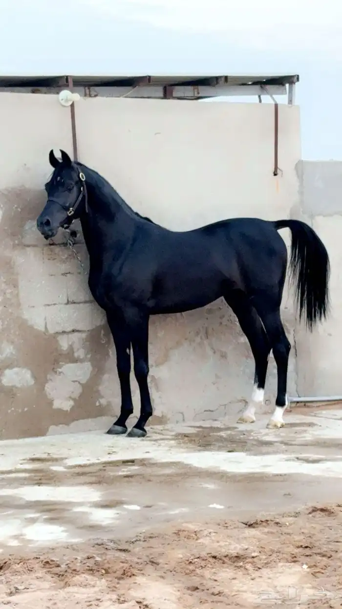 فرس واهو 2