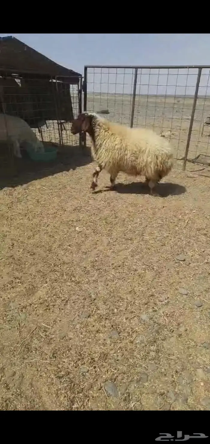 للبيع ذبيحه جزله نعيميه ثنيه حايل مغلق ظهرها وطرفها 1