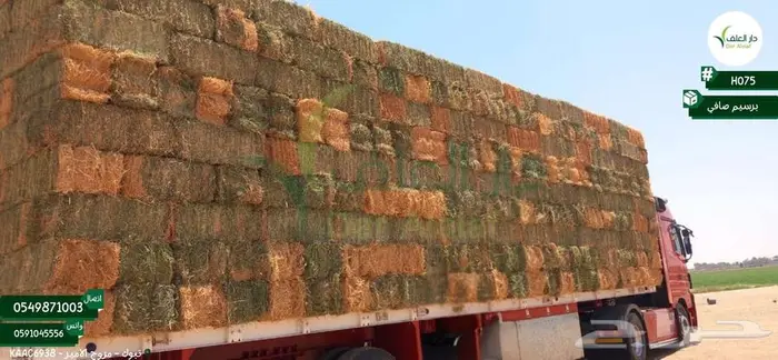 برسيم صافي ومخلوط شد جندير 0