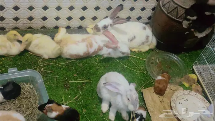 مجموعة ارانب للبيع 2