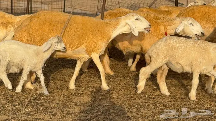 غنم صنف 68 تحتها 30 1
