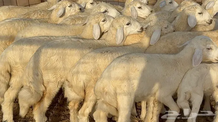 غنم صنف 68 تحتها 30 3