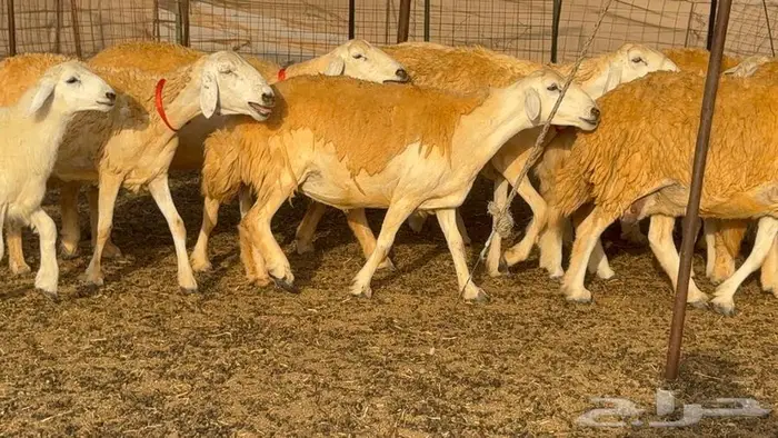 غنم صنف 68 تحتها 30 0