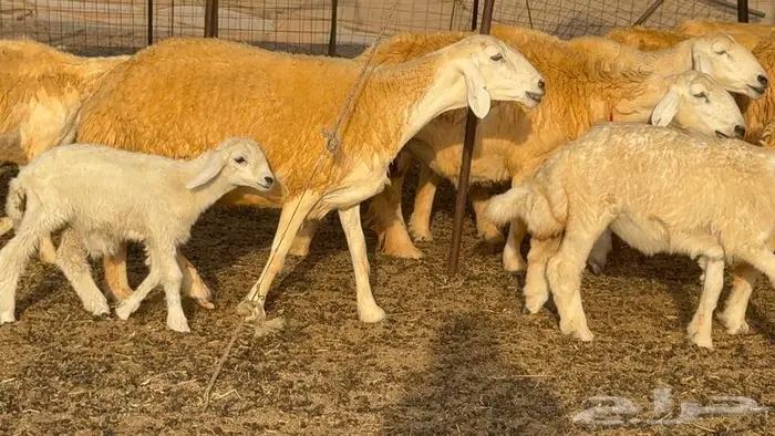 غنم صنف 68 تحتها 30 4