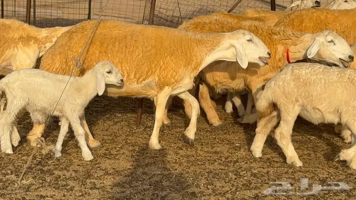 غنم صنف 68 تحتها 30 9