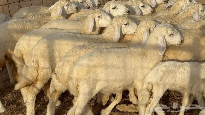 غنم صنف 68 تحتها 30 11