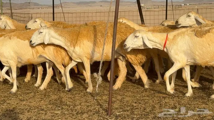 غنم صنف 68 تحتها 30 26
