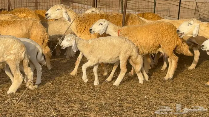 غنم صنف 68 تحتها 30 19
