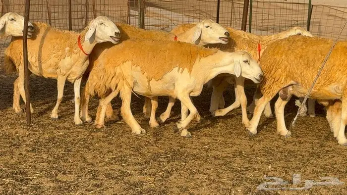 غنم صنف 68 تحتها 30 6
