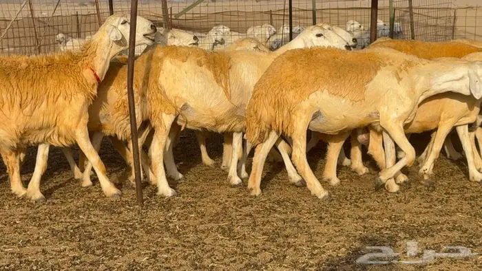 غنم صنف 68 تحتها 30 24