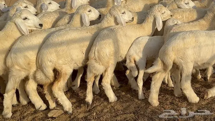 غنم صنف 68 تحتها 30 23