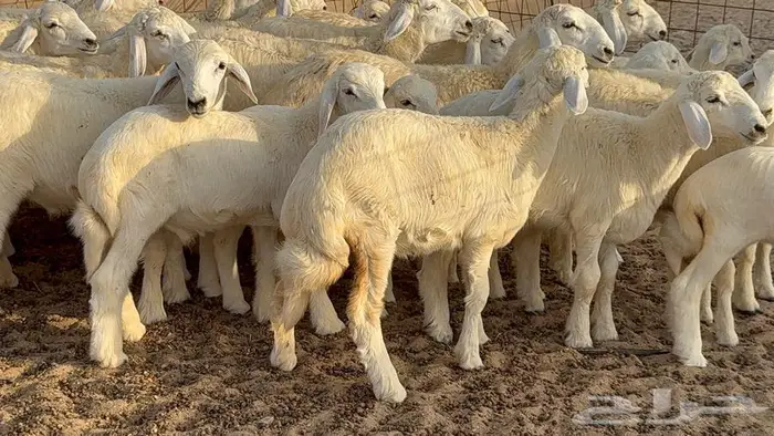 غنم صنف 68 تحتها 30 18
