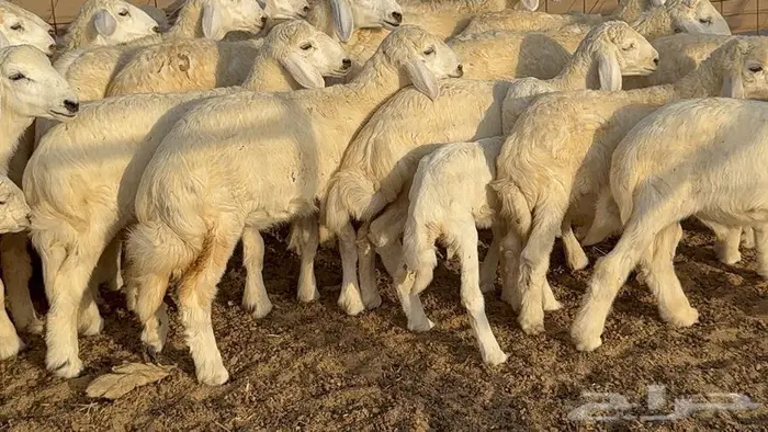 غنم صنف 68 تحتها 30 22