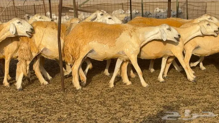 غنم صنف 68 تحتها 30 29