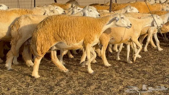 غنم صنف 68 تحتها 30 27
