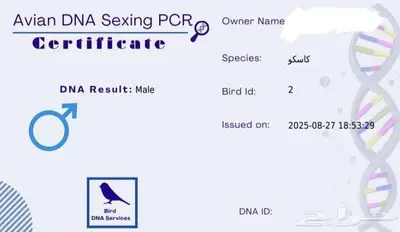 كاسكو لون فاتح حجم جامبو فيه طفره جنية index