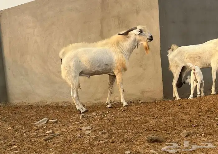 تيس بيشي صنف الصن حار الموقع المظيلف 1