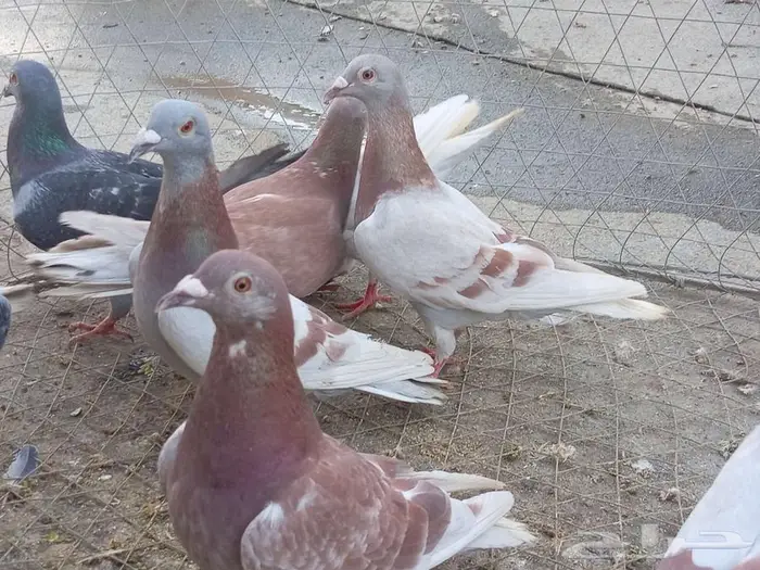 زواجل اصيله ومن سلاله قويه 3