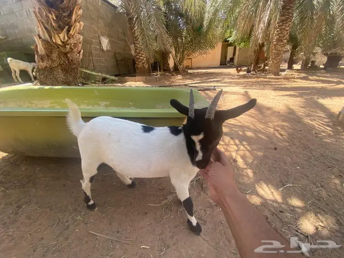 للبيع جفره ماعز قزم 2